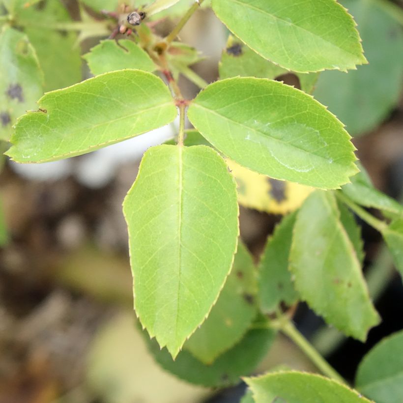 Rosier à grandes fleurs Belle du Seigneur (Foliage)