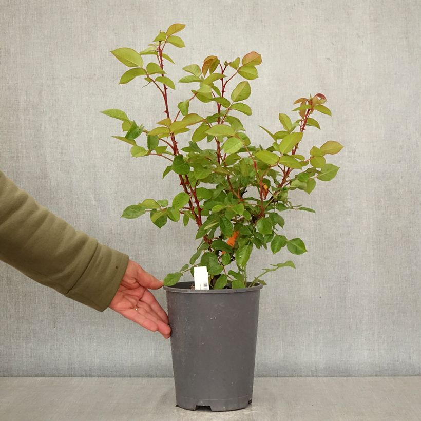 Spécimen de Rosier à grandes fleurs Belle Romantica Pot de 4L/5L tel que livré au printemps