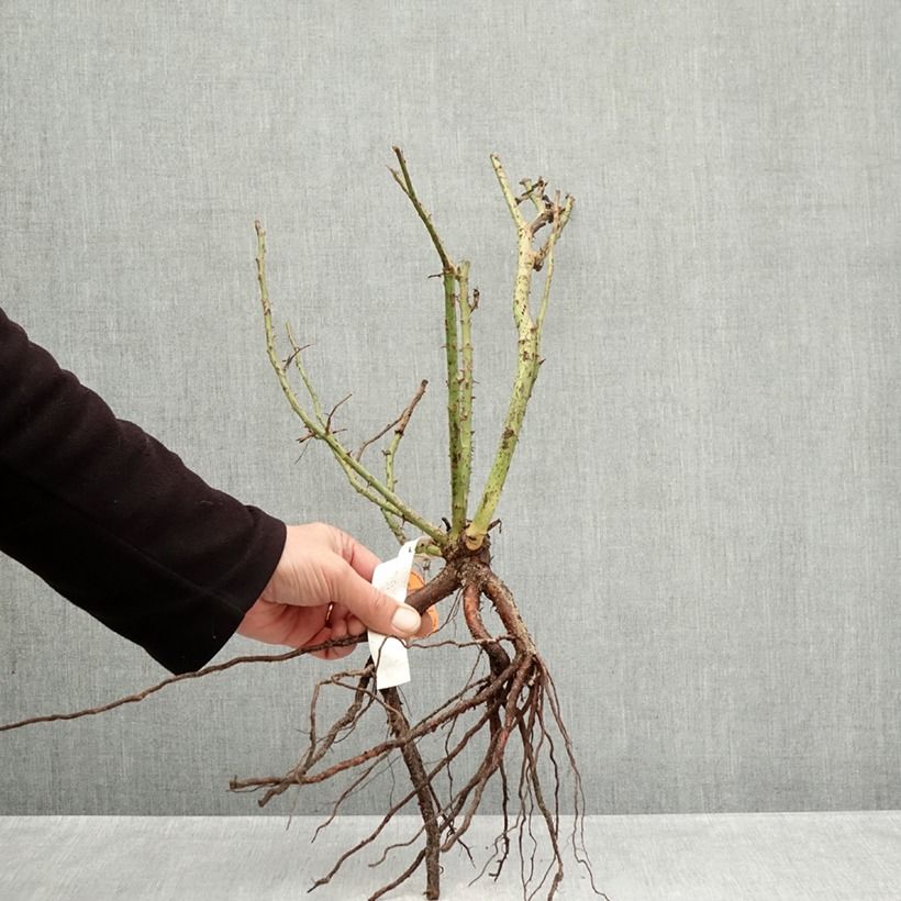 Example of Rosier à grandes fleurs Belles Rives Racines nues as you get in hiver