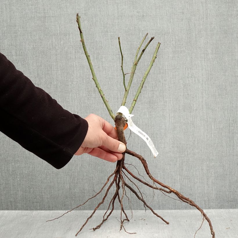 Example of Rosier à grandes fleurs Black Baccara Racines nues as you get in hiver