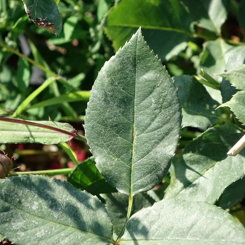 Rosier à grandes fleurs Black Perfumella (Feuillage)