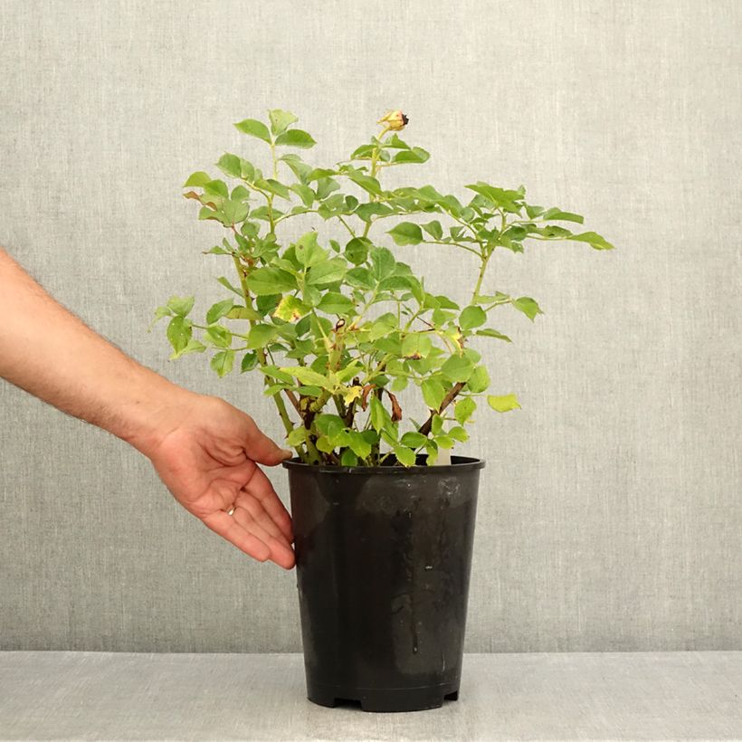 Example of Rosier à grandes fleurs Blue Eden Pot de 4L/5L as you get in ete