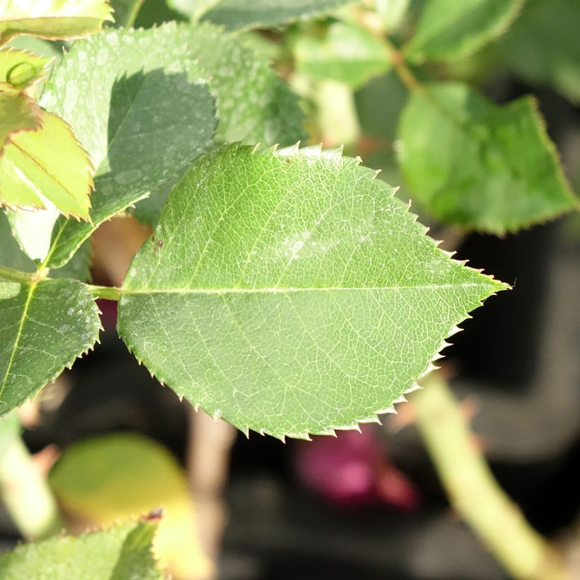 Rosier à grandes fleurs Blue Eden (Foliage)