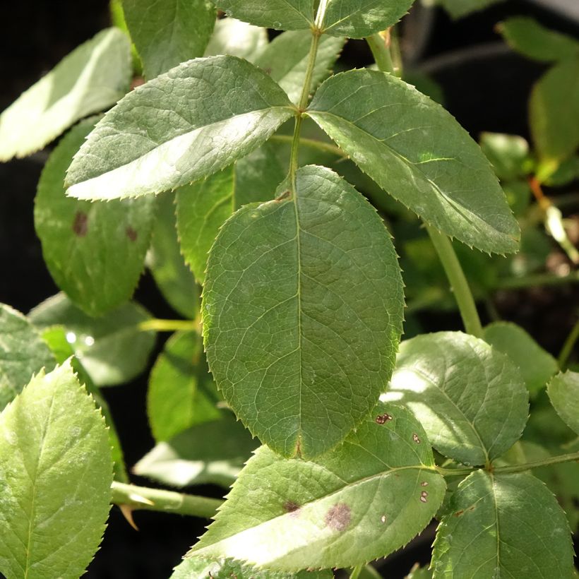 Rosier à grandes fleurs Blue River (Foliage)