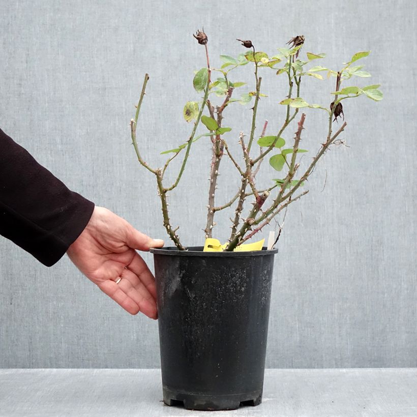Spécimen de Rosier à grandes fleurs Boréale  Pot de 4L/5L tel que livré en automne