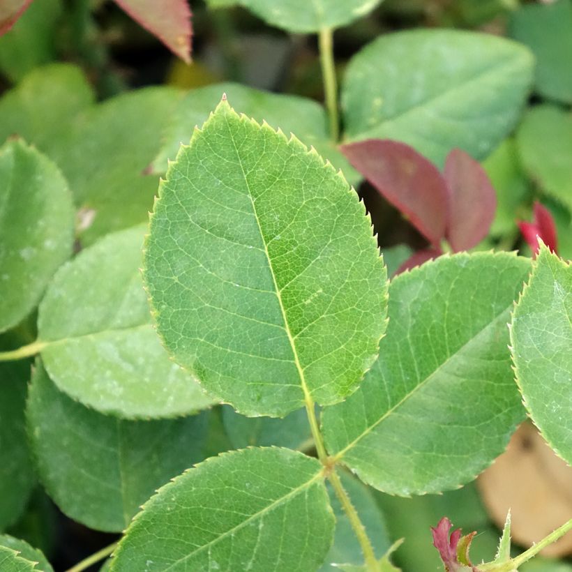 Rosier à grandes fleurs Boréale  (Feuillage)