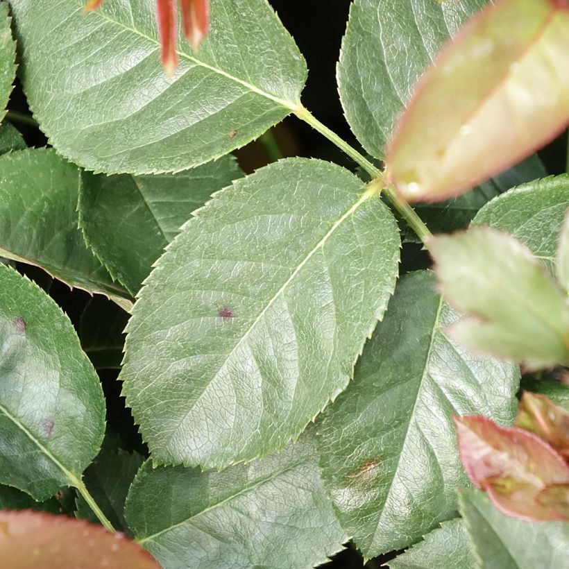 Rosier à grandes fleurs Borneo Odore (Feuillage)