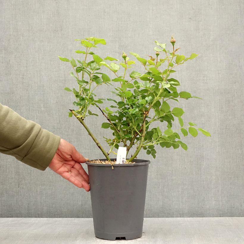 Spécimen de Rosier à grandes fleurs Camille Claudel Pot de 4L/5L tel que livré au printemps