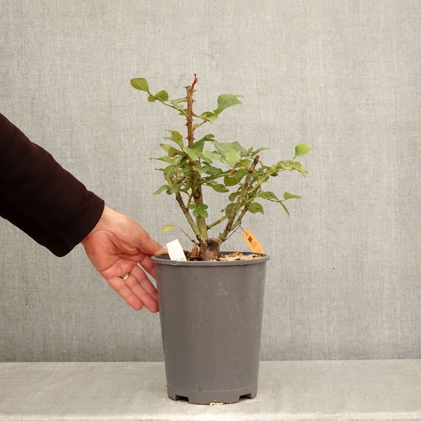 Spécimen de Rosier à grandes fleurs Caprice de Meilland Pot de 4L/5L tel que livré au printemps