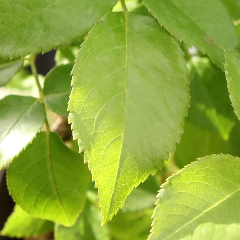 Rosier à grandes fleurs Catherine Frot (Feuillage)