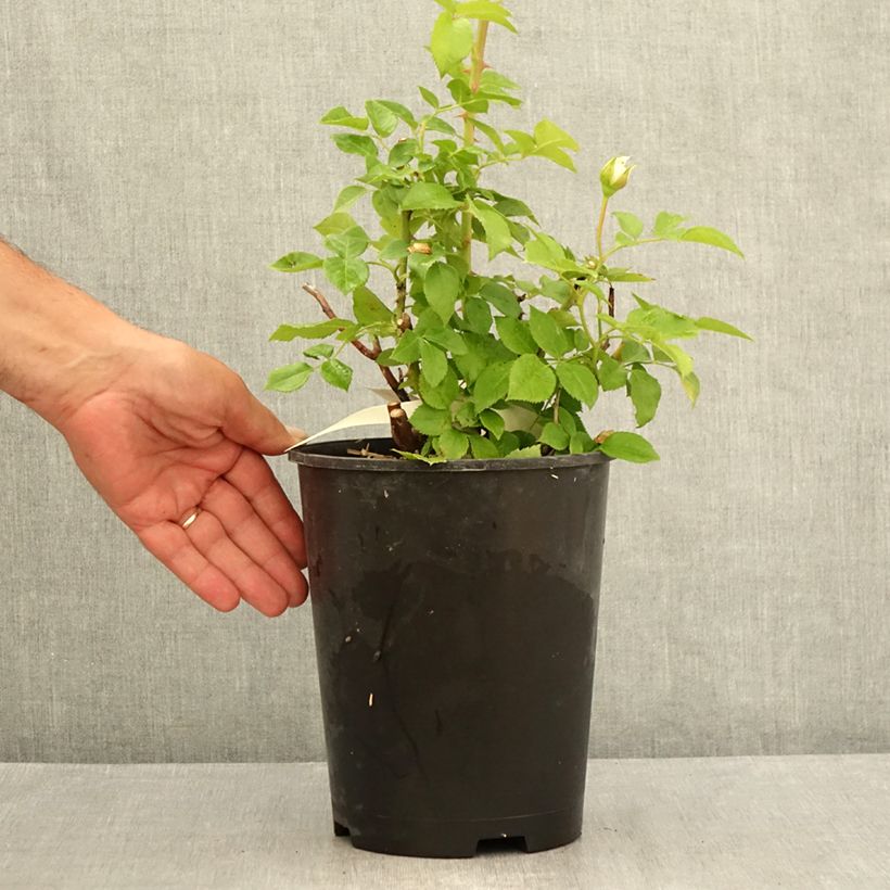 Spécimen de Rosier à grandes fleurs Catherine Frot Pot de 4L/5L tel que livré en été