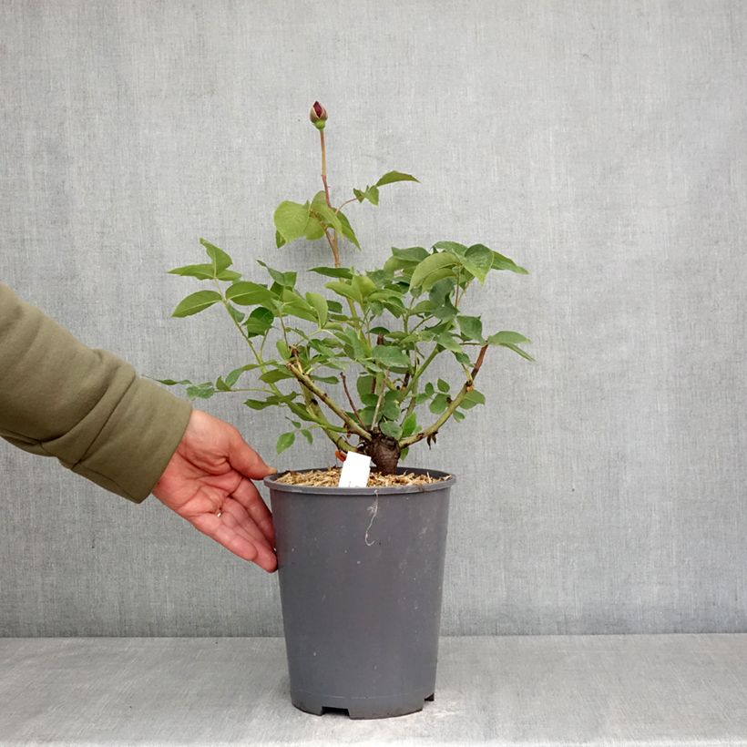 Spécimen de Rosier à grandes fleurs Charles de Gaulle Pot de 4L/5L tel que livré au printemps