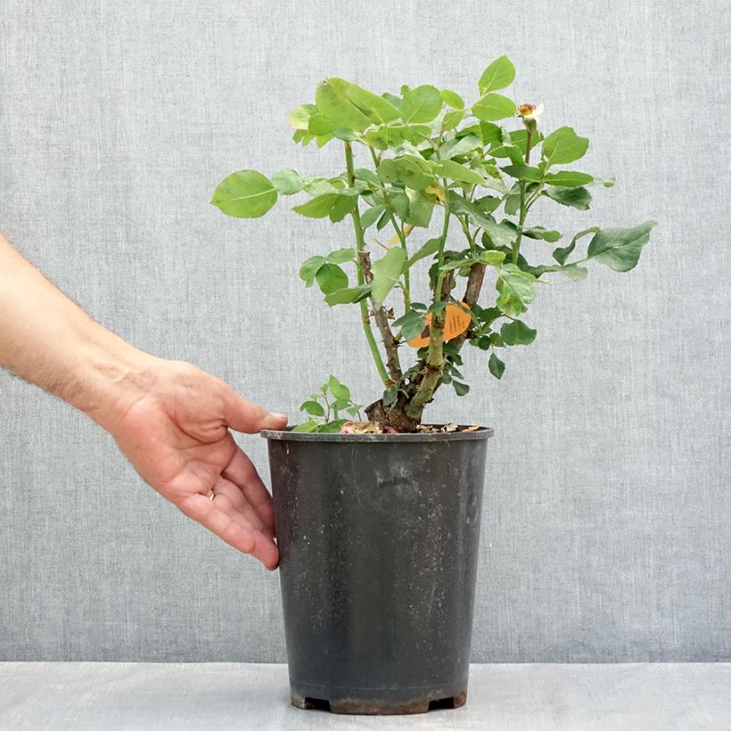 Example of Rosier à grandes fleurs Christophe Colomb Pot de 4L/5L as you get in ete