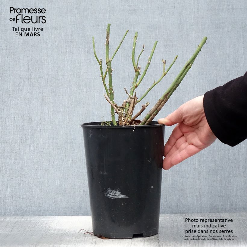 Example of Rosier à grandes fleurs Clair Renaissance Pot de 4L/5L as you get in printemps