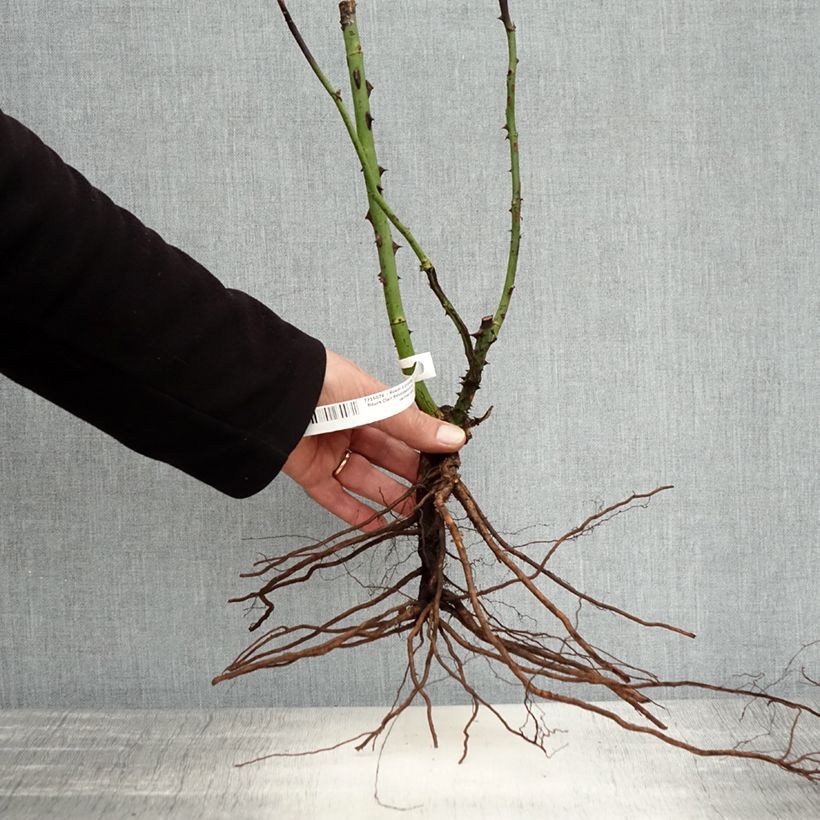 Example of Rosier à grandes fleurs Clair Renaissance Racines nues as you get in hiver