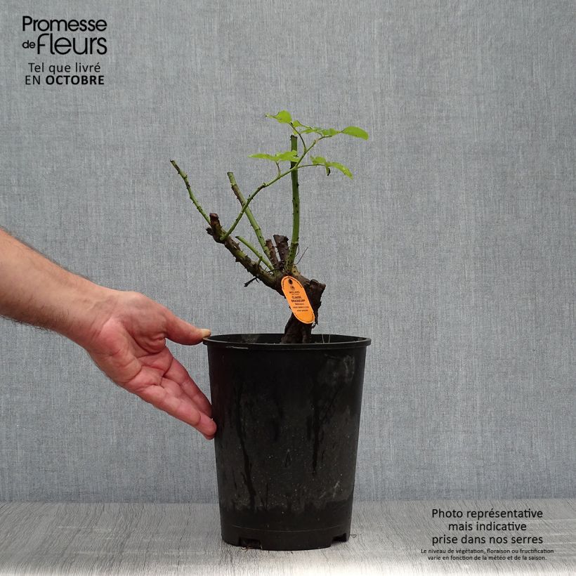 Spécimen de Rosier à grandes fleurs Claude Brasseur Pot de 4L/5L tel que livré en automne