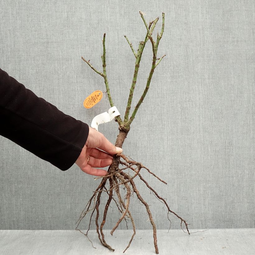 Spécimen de Rosier à grandes fleurs Claude Brasseur Racines nues tel que livré en hiver