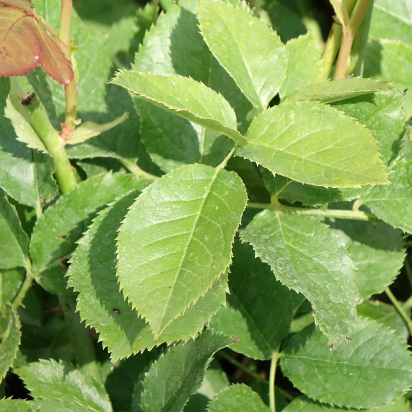 Rosier à grandes fleurs Crémet d'Anjou (Foliage)