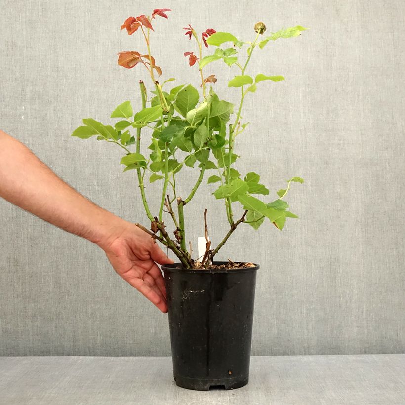 Example of Rosier à grandes fleurs Crémet d'Anjou Pot de 4L/5L as you get in ete