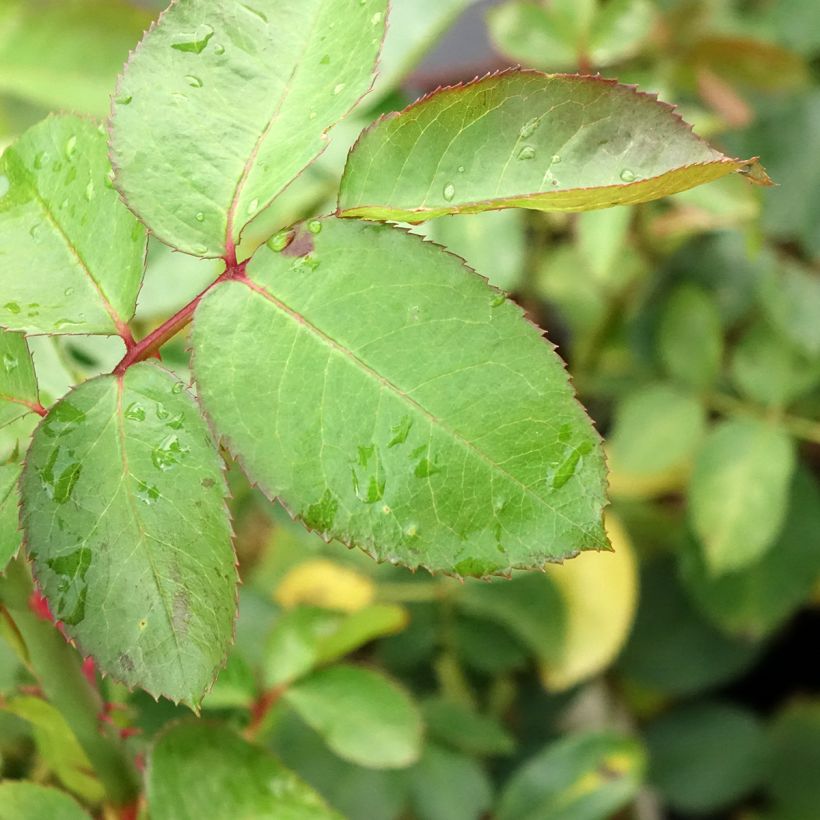 Rosier à grandes fleurs Criterion (Foliage)