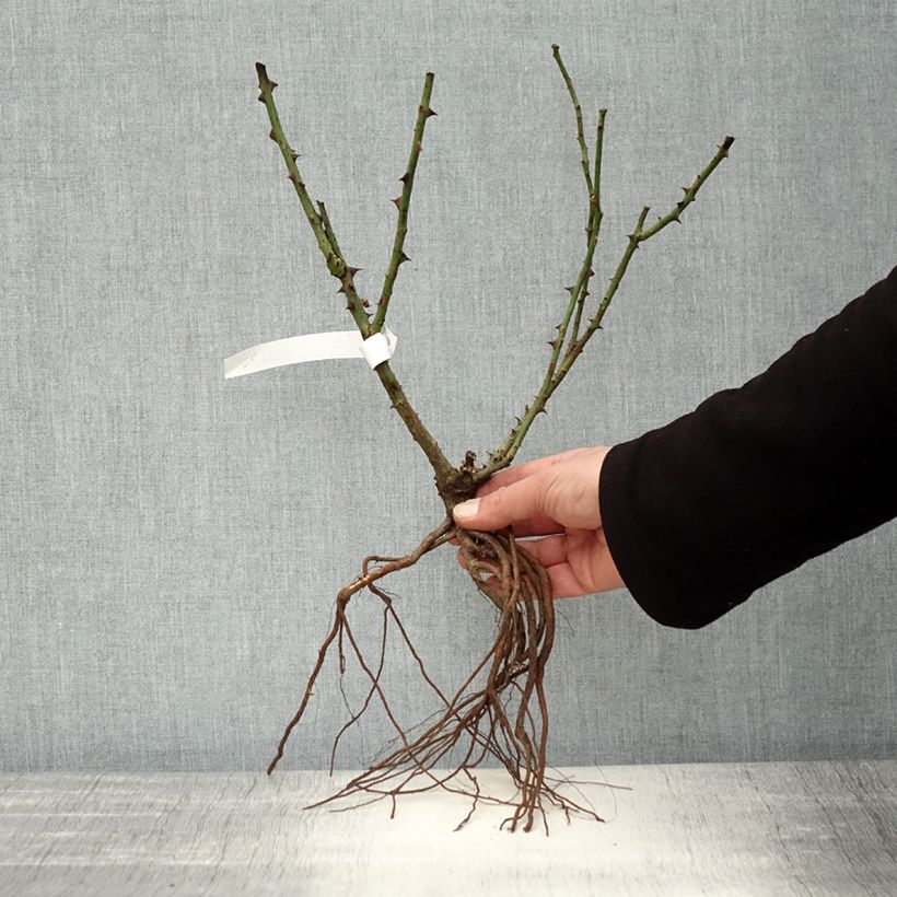 Example of Rosier à grandes fleurs Dame de Coeur Racines nues as you get in hiver