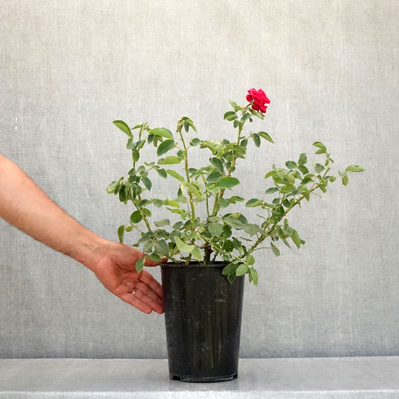 Spécimen de Rosier à grandes fleurs Dame de Coeur Pot de 4L/5L tel que livré en été