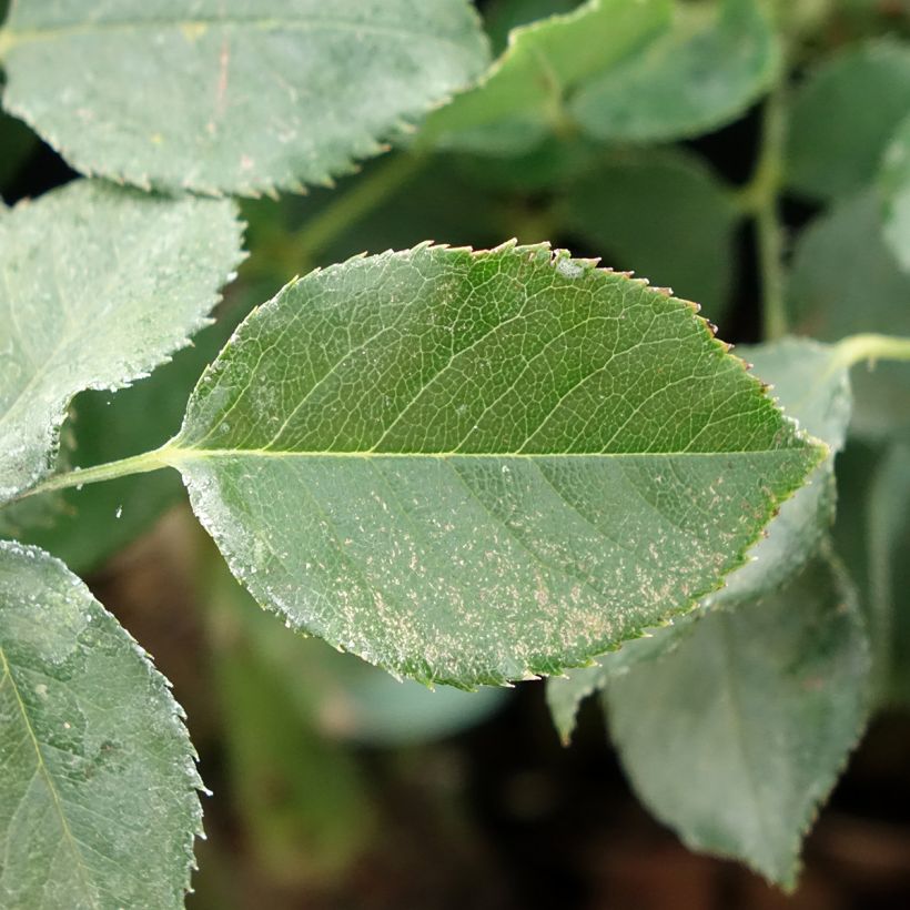 Rosier à grandes fleurs Dame de Coeur (Foliage)