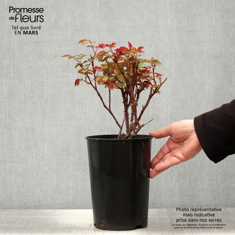 Example of Rosier à grandes fleurs Diamond Jubilee Pot de 4L/5L as you get in printemps