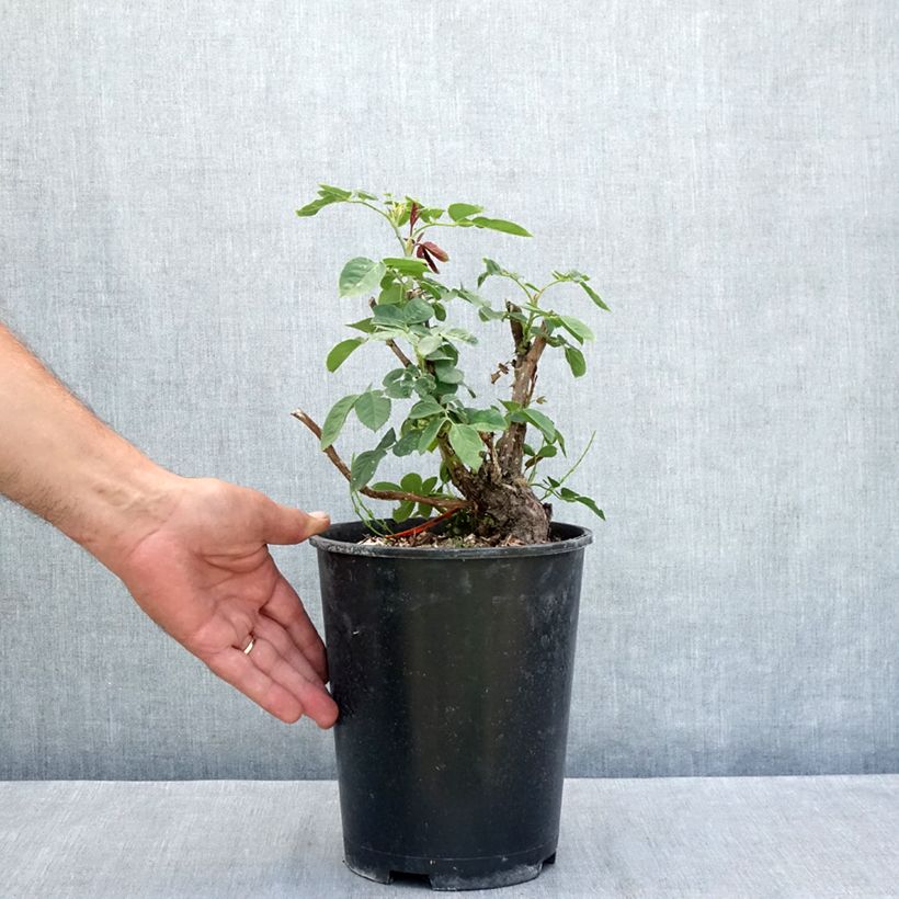 Spécimen de Rosier à grandes fleurs Donatella Pot de 4L/5L tel que livré en été