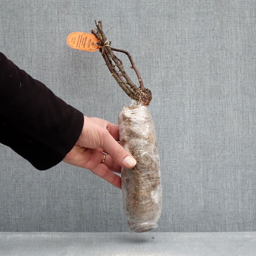 Example of Rosier à grandes fleurs Edith Piaf  Racines nues en motte as you get in hiver