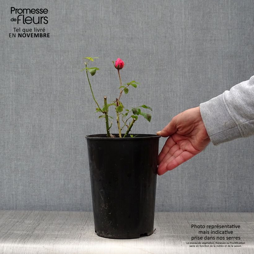 Spécimen de Rosier à grandes fleurs Elaine Paige Pot de 4L/5L tel que livré en automne