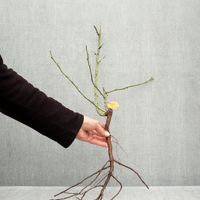 Spécimen de Rosier à grandes fleurs Elégance Française Racines nues tel que livré en hiver