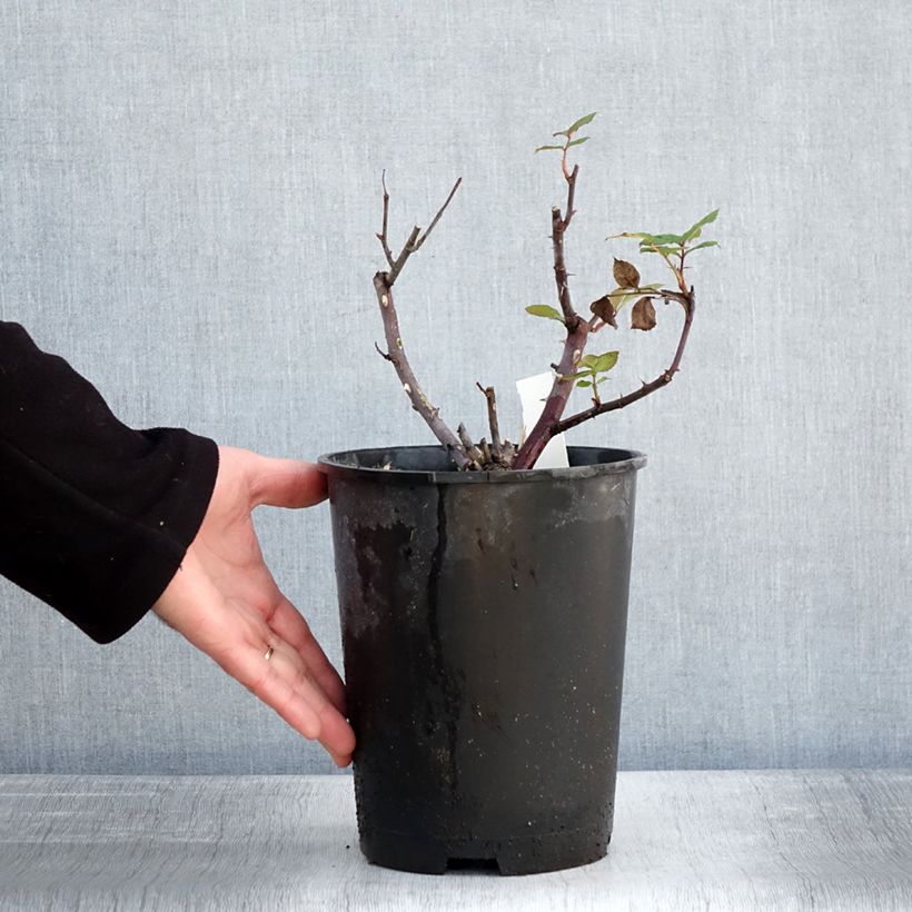 Example of Rosier à grandes fleurs Eleganza Limona Pot de 4L/5L as you get in hiver