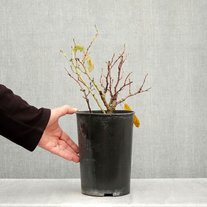 Spécimen de Rosier à grandes fleurs Eleganza Meine Rose Pot de 4L/5L tel que livré en automne