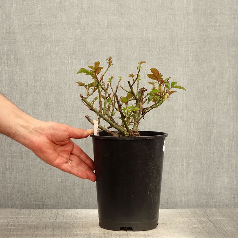 Example of Rosier à grandes fleurs Eleganza Meine Rose Pot de 4L/5L as you get in printemps