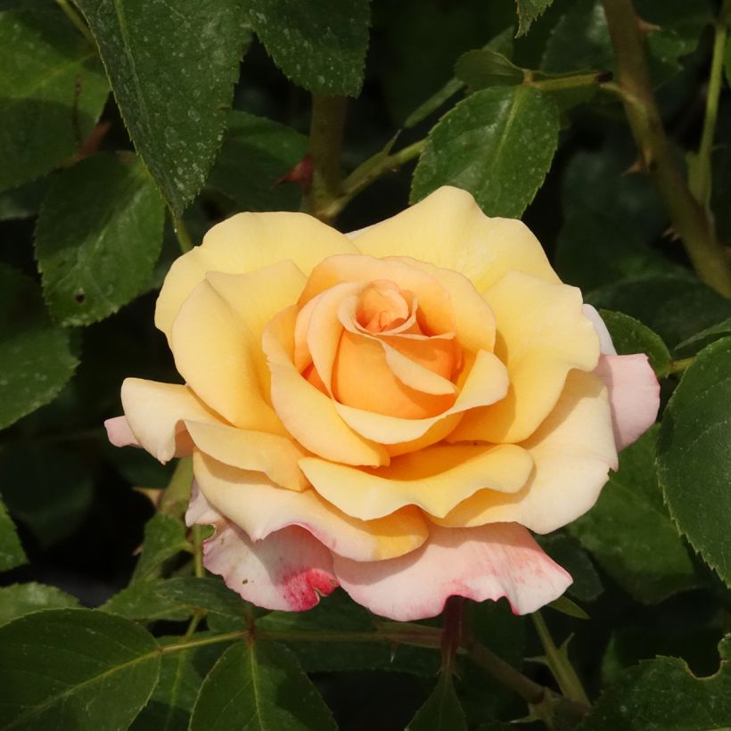 Rosier à grandes fleurs Eleganza Oh Happy Day (Floraison)