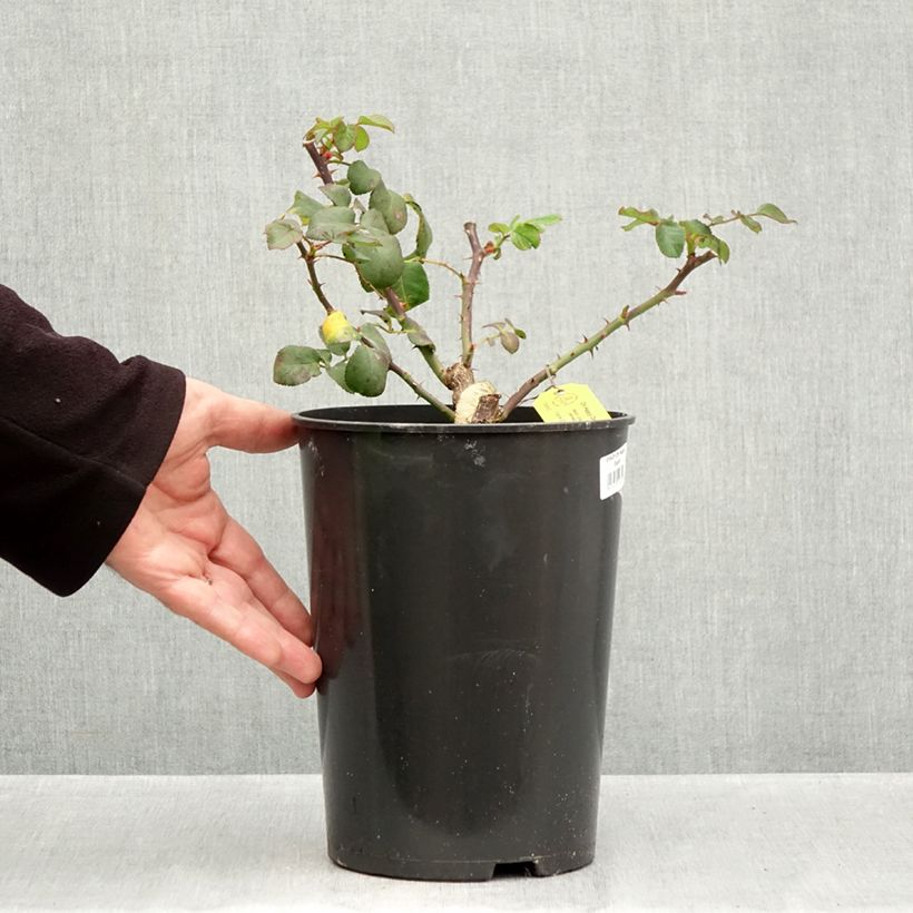 Spécimen de Rosier à grandes fleurs Eleganza Oh Happy Day Pot de 4L/5L tel que livré en automne