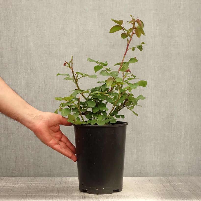 Example of Rosier à grandes fleurs Eleganza Oh Happy Day Pot de 4L/5L as you get in printemps