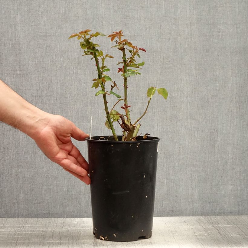 Example of Rosier à grandes fleurs Espoir d'Anjou Pot de 4L/5L as you get in printemps