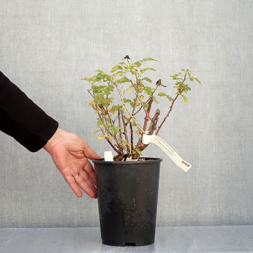 Spécimen de Rosier à grandes fleurs Espoir d'Anjou Pot de 4L/5L tel que livré en automne