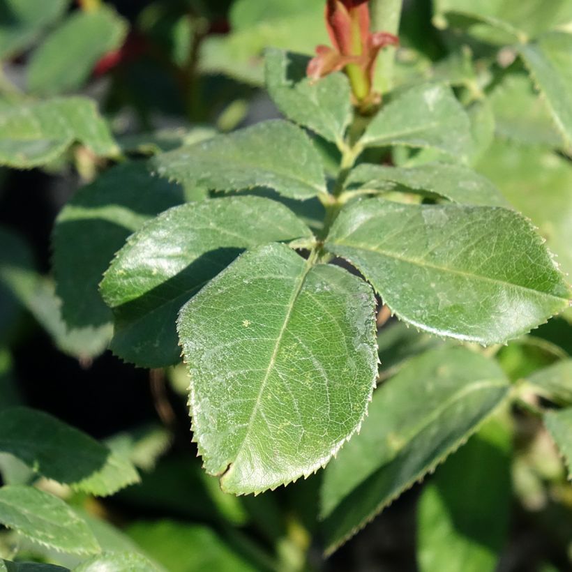 Rosier à grandes fleurs Eureka (Foliage)