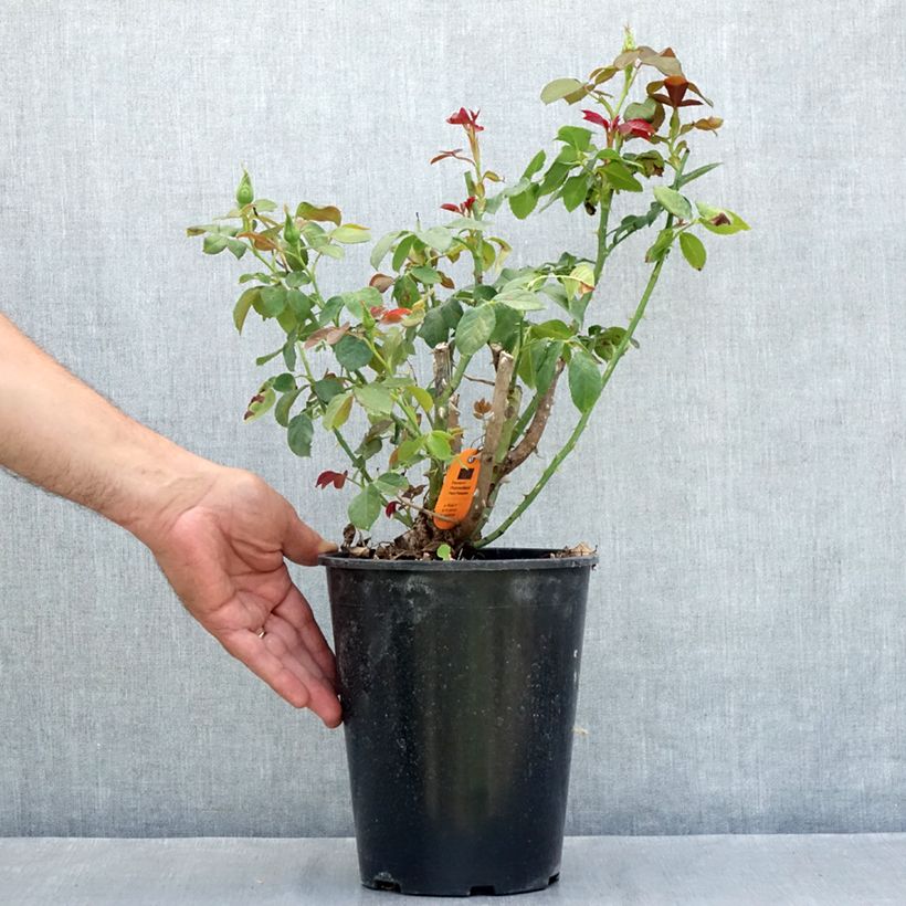 Example of Rosier à grandes fleurs Eureka Pot de 4L/5L as you get in ete