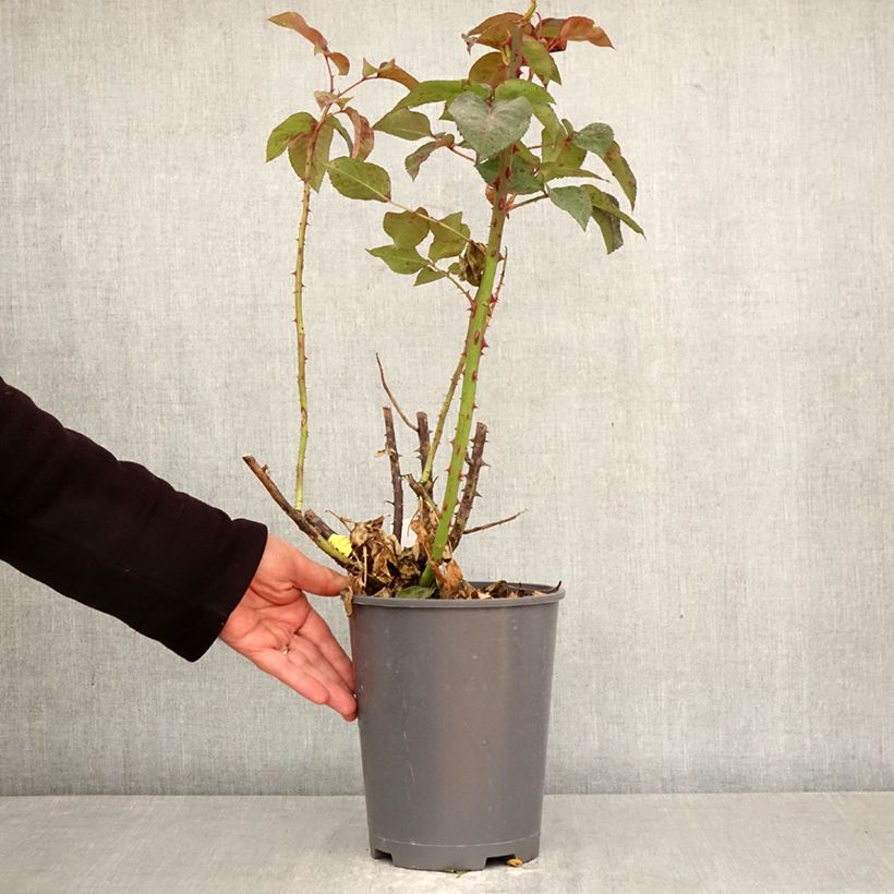 Spécimen de Rosier à grandes fleurs Eve de Rothschild Pot de 4L/5L tel que livré au printemps