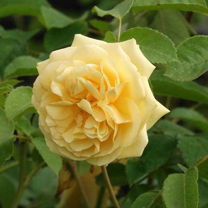 Rosier à grandes fleurs Fragant Old Yellow (Floraison)