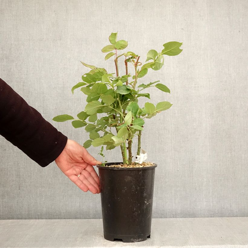 Spécimen de Rosier à grandes fleurs France Libre Pot de 4L/5L tel que livré au printemps