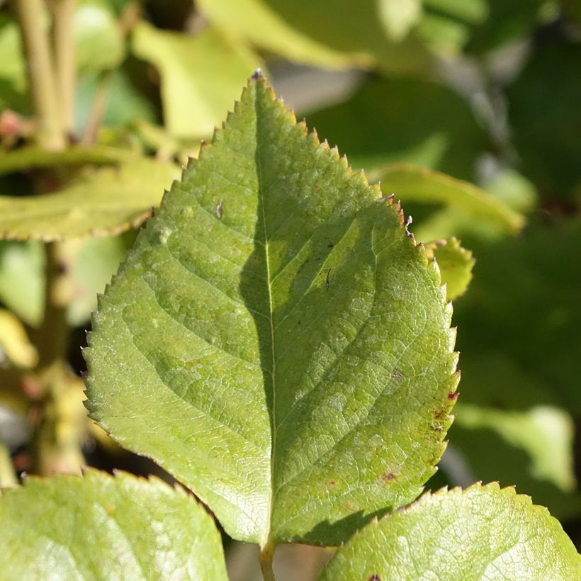 Rosier à grandes fleurs Gérard Depardieu (Foliage)
