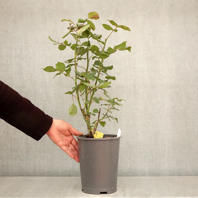 Spécimen de Rosier à grandes fleurs Girandola Pot de 4L/5L tel que livré au printemps
