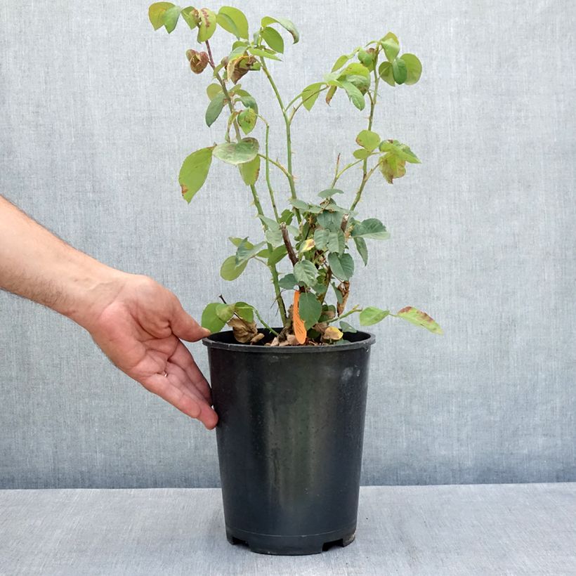 Example of Rosier à grandes fleurs Golden Perfumella Pot de 4L/5L as you get in ete