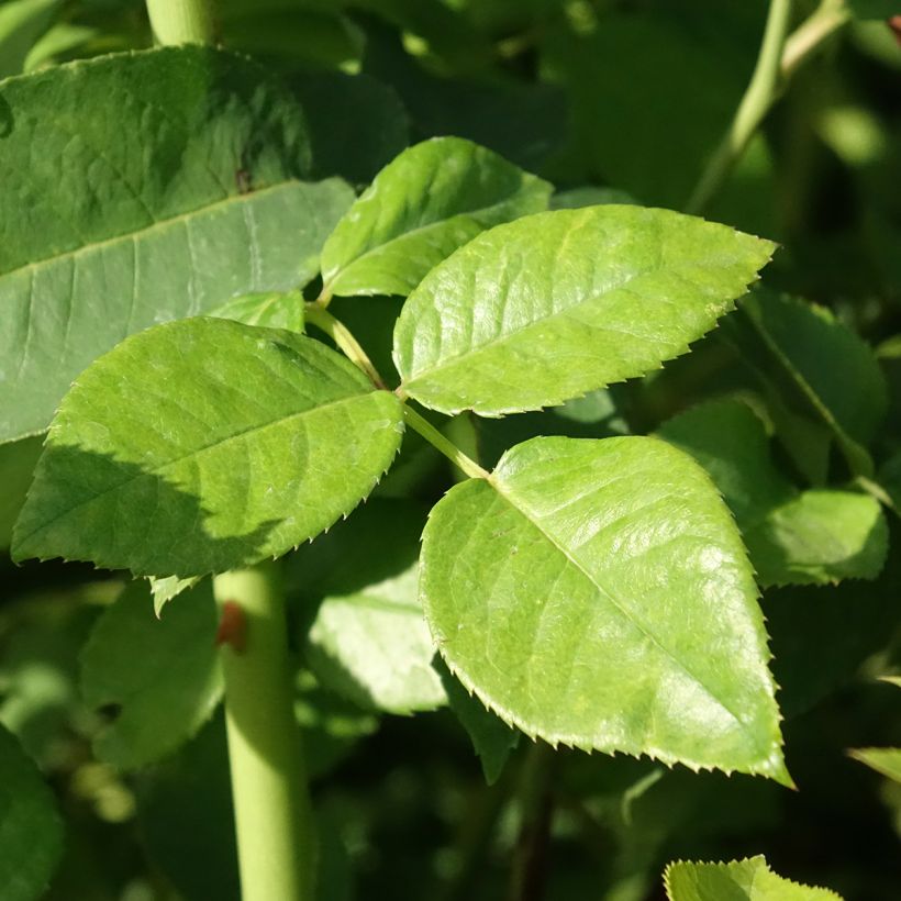 Rosier à grandes fleurs Goldfinger (Foliage)