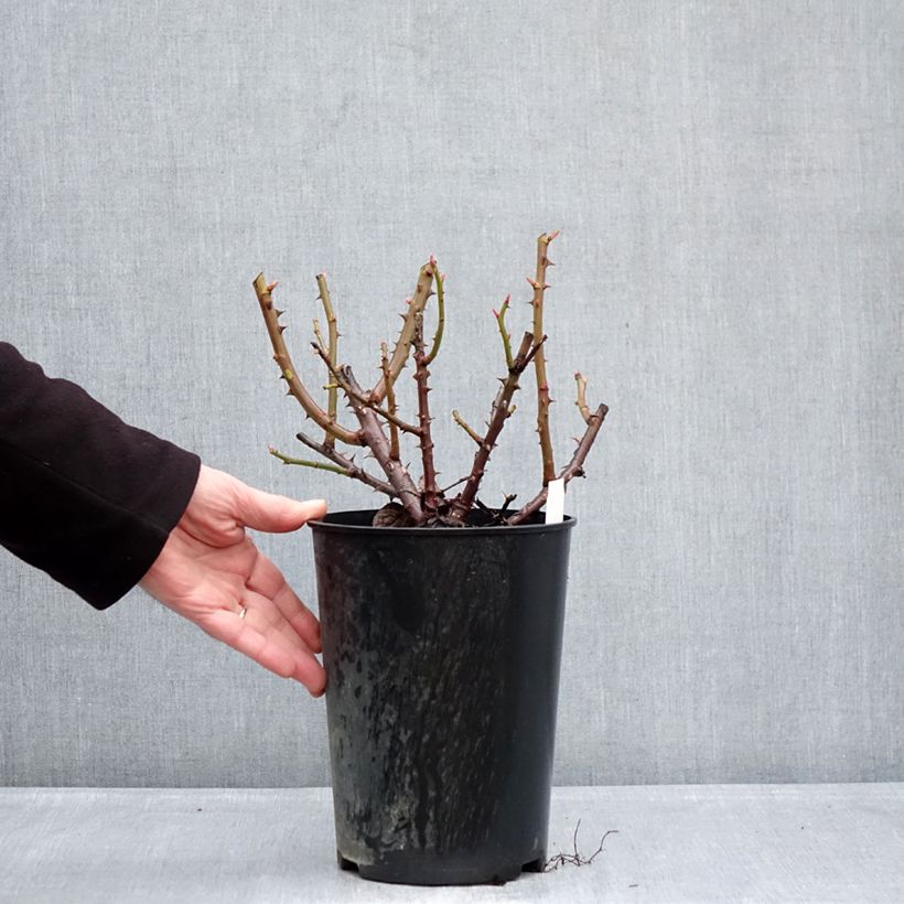 Example of Rosier à grandes fleurs Goldfinger Pot de 4L/5L as you get in hiver